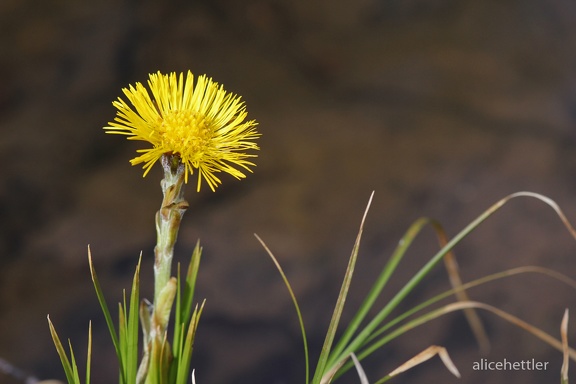 Huflattich (Tussilago farfara)